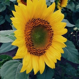 Meet your Posher, Annette